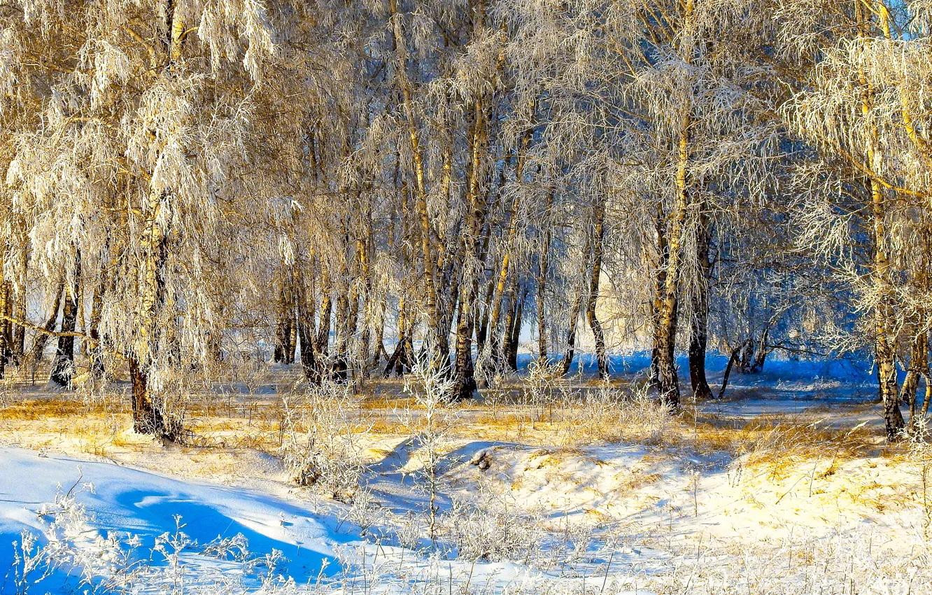 Photo wallpaper winter, the sun, snow, trees, trees, winter, snow