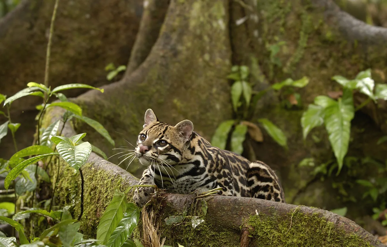 Photo wallpaper leaves, trees, roots, jungle, ocelot