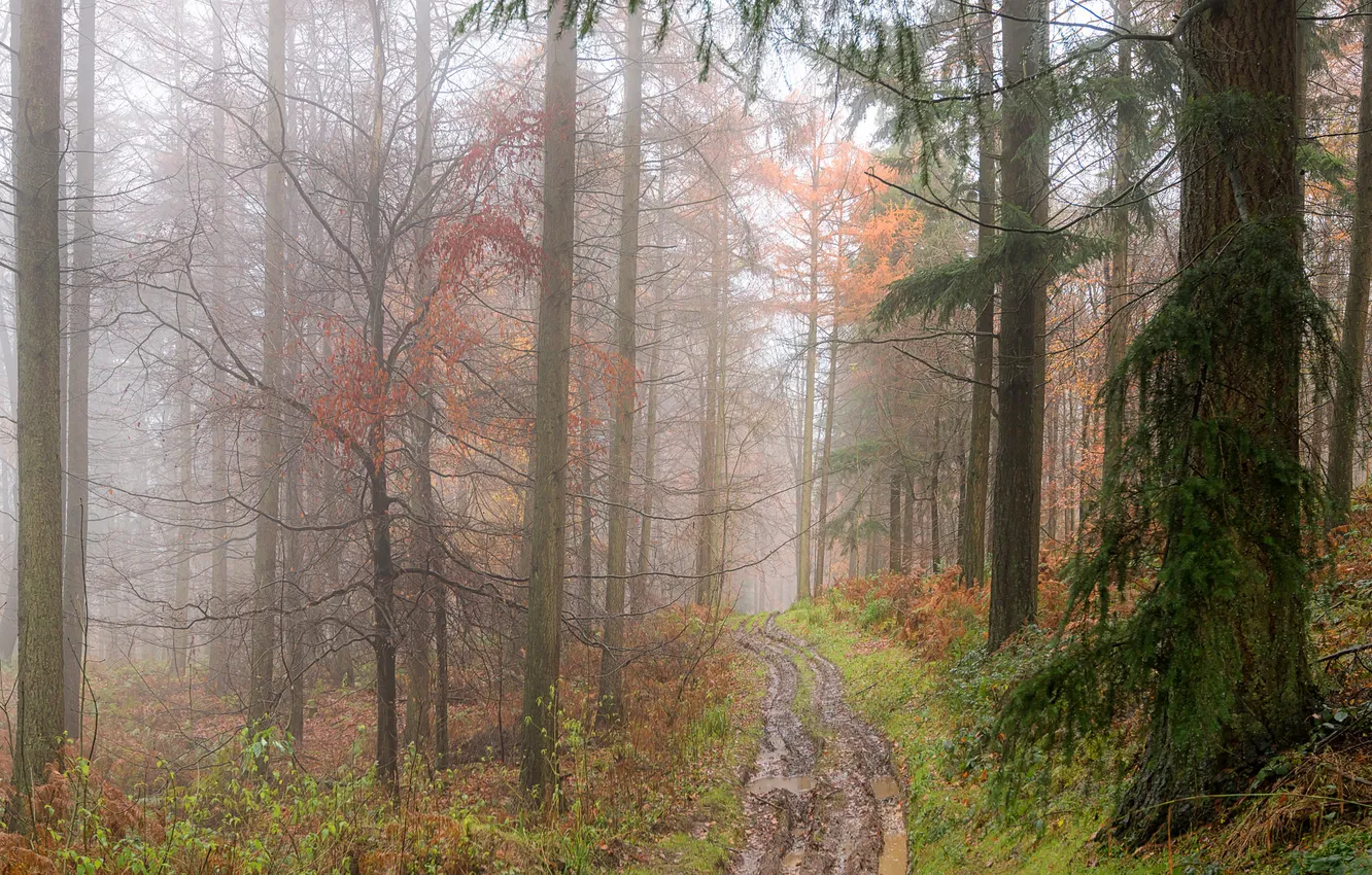 Photo wallpaper road, autumn, puddles, dampness, forest. fog