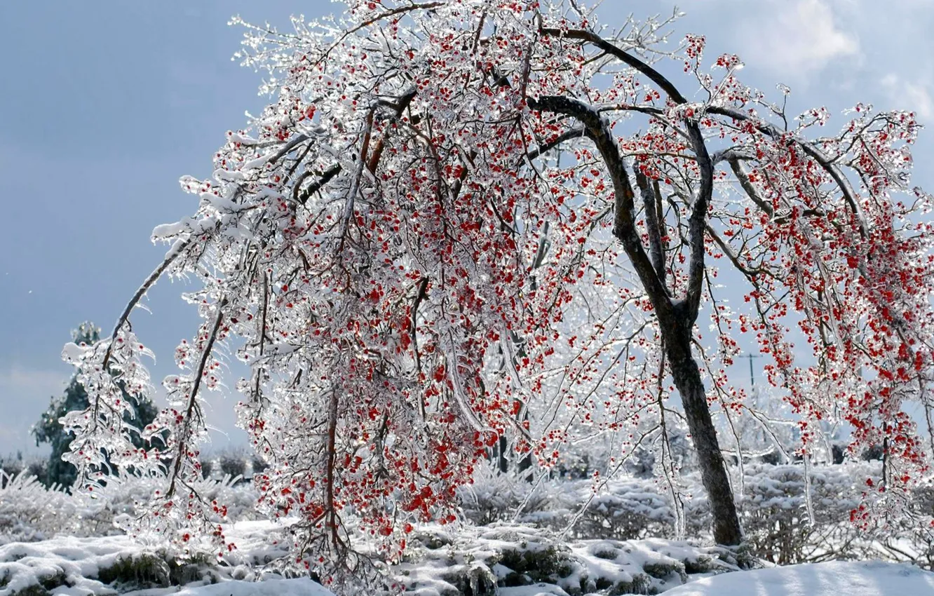 Photo wallpaper winter, berries, tree, ice