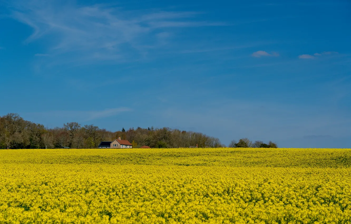 Photo wallpaper field, house, rape, rapeseed field
