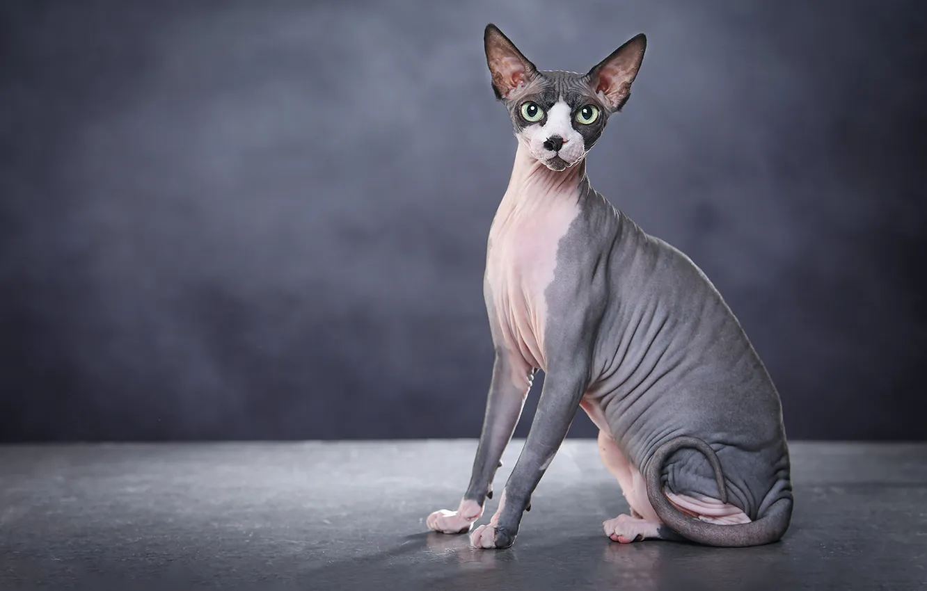 Photo wallpaper cat, cat, look, pose, face