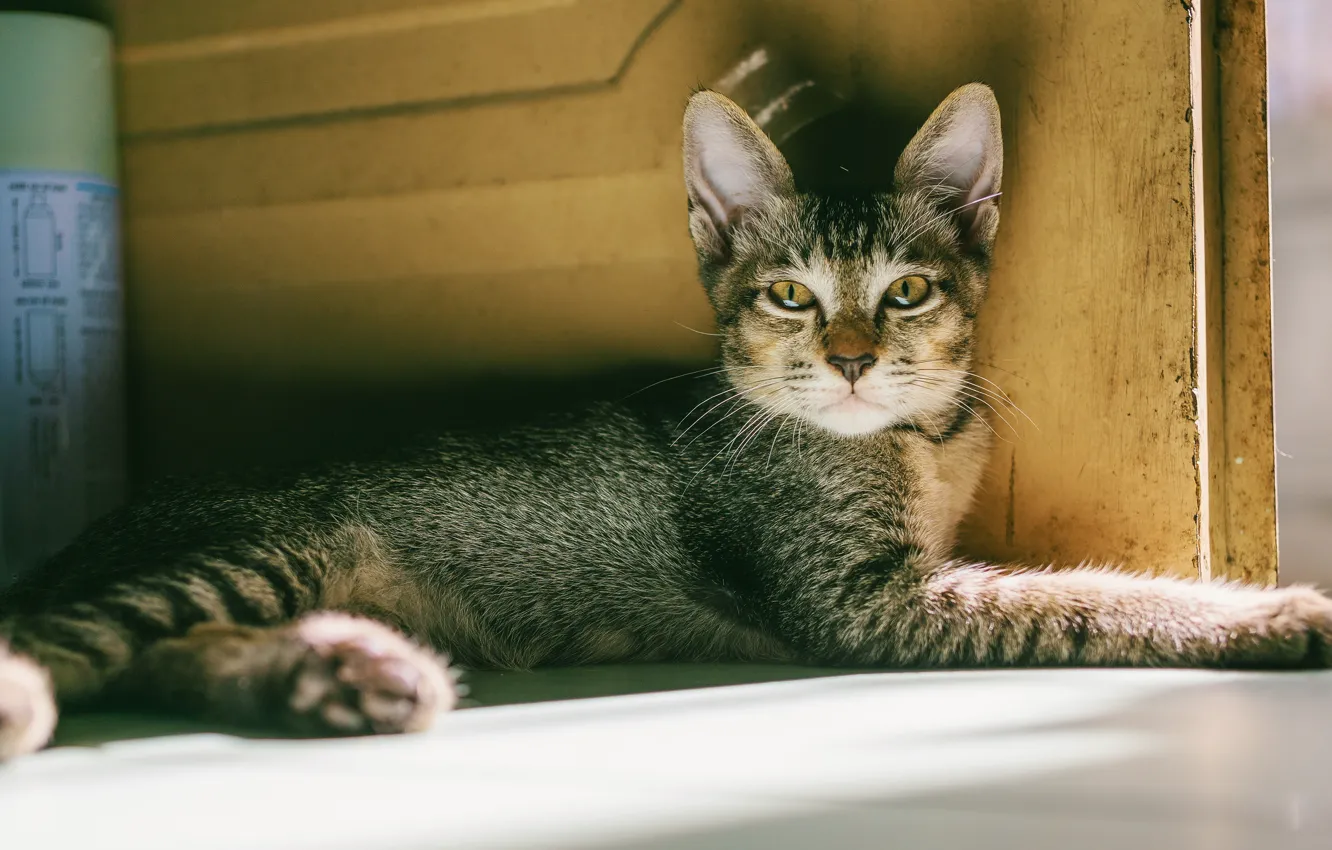 Photo wallpaper cat, look, light, pose, kitty, grey, wall, floor