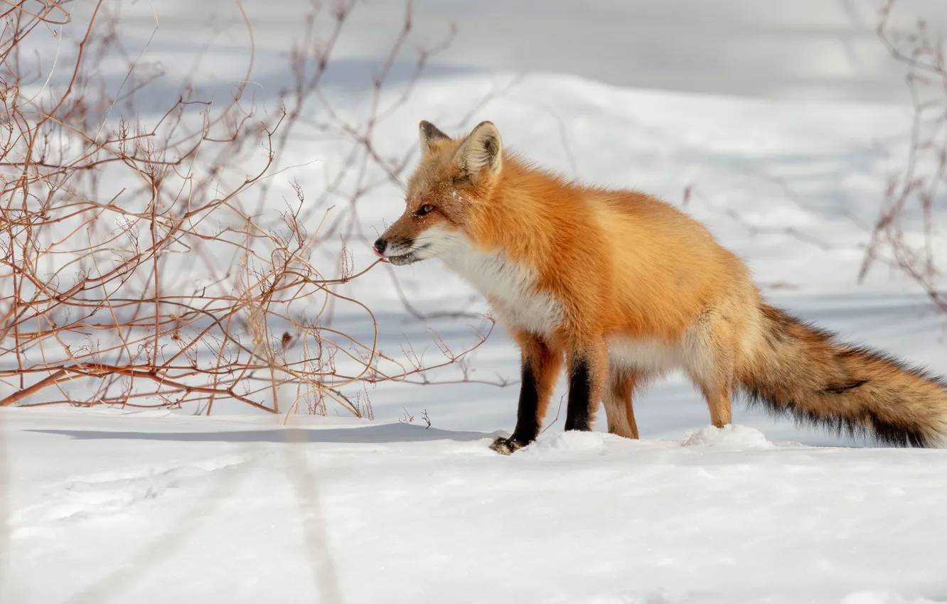 Photo wallpaper winter, snow, branches, nature, Fox, the snow, red, Fox