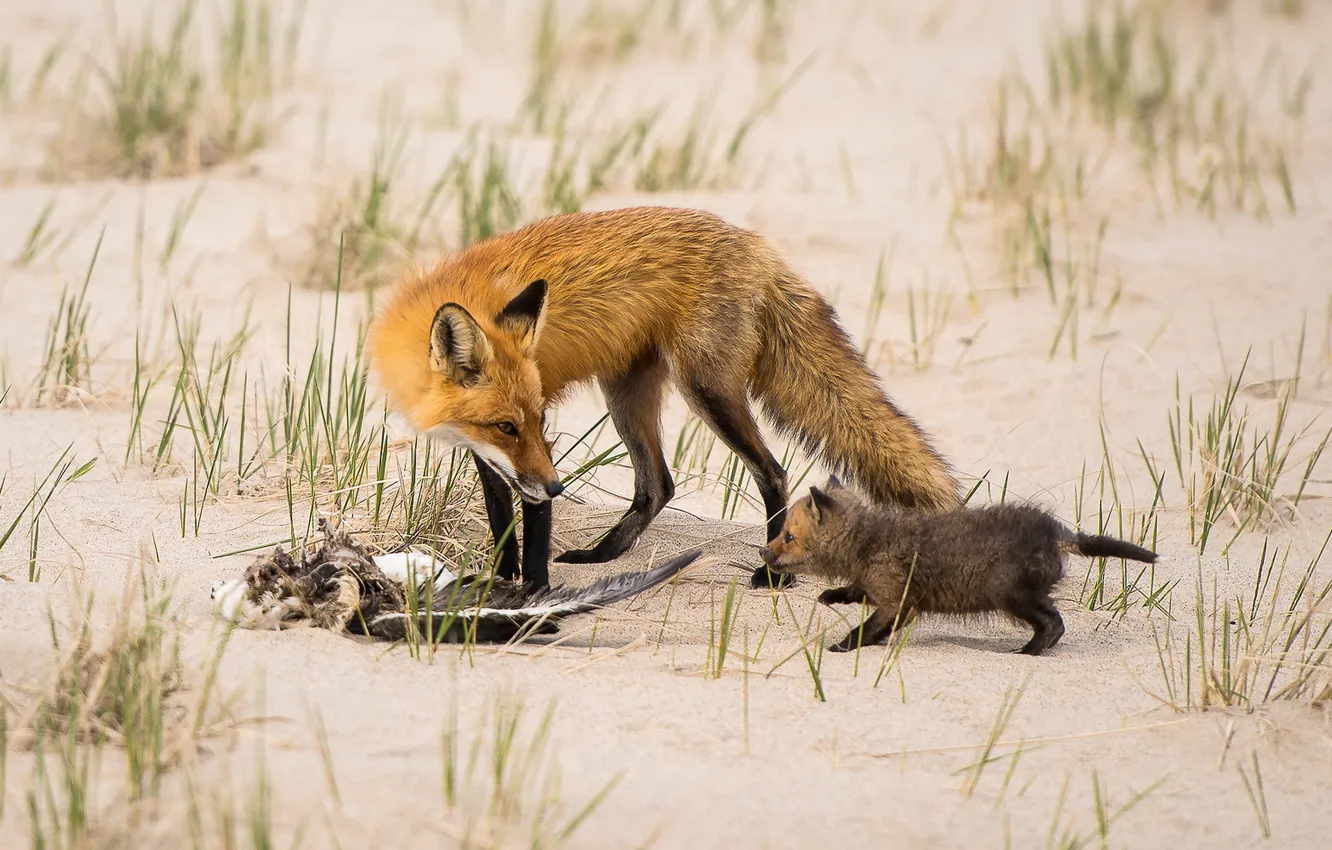 Photo wallpaper nature, Fox, hunting