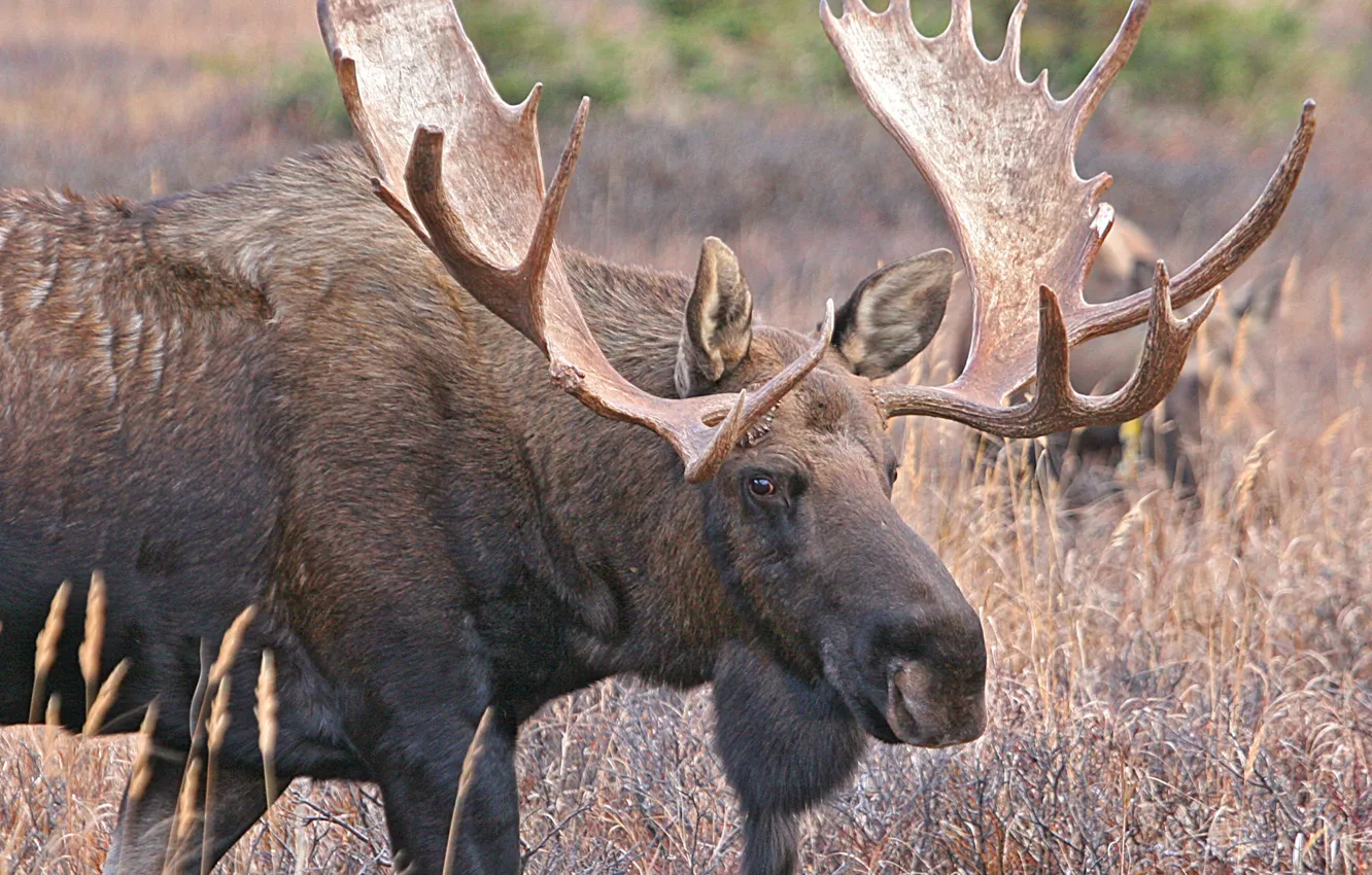 Photo wallpaper field, look, animal, large, horns, ears, Moose