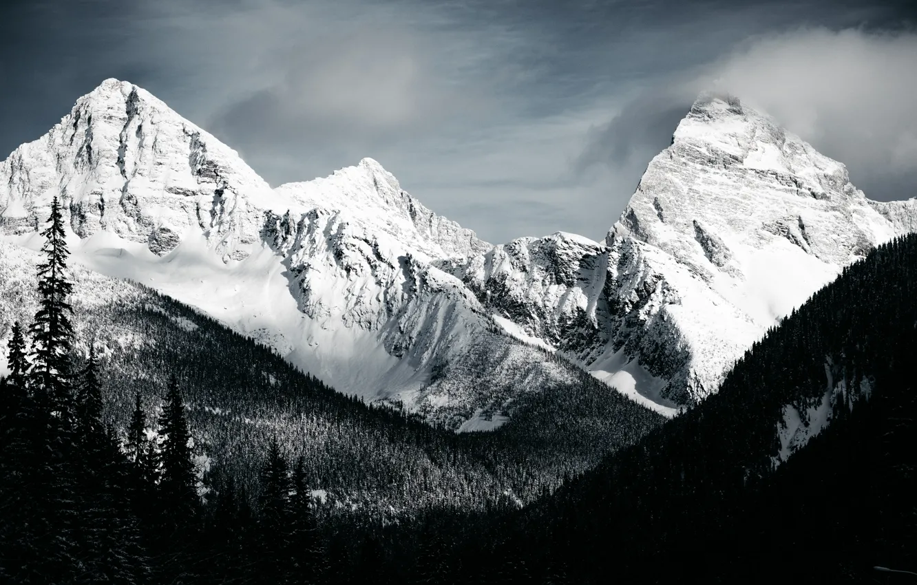 Photo wallpaper forest, the sky, snow, landscape, mountains