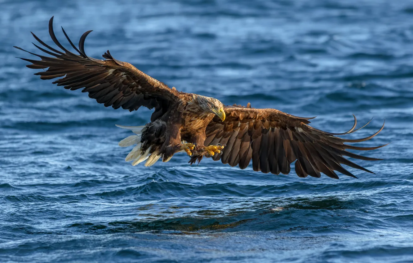 Photo wallpaper wave, water, flight, bird, eagle, pond, predatory, wingspan