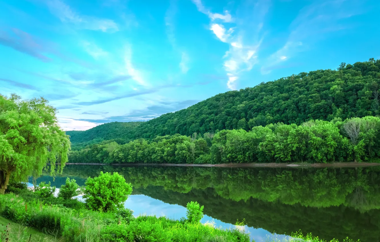 Photo wallpaper forest, river, shore