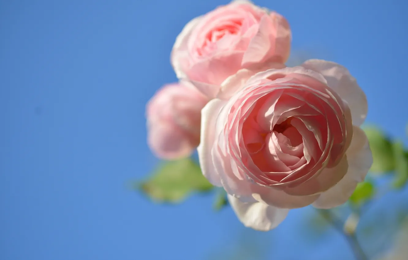 Photo wallpaper macro, roses, buds, blue background