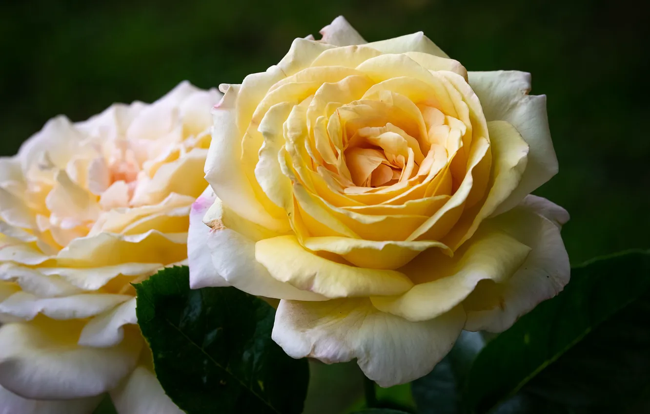 Photo wallpaper macro, yellow, roses, lush