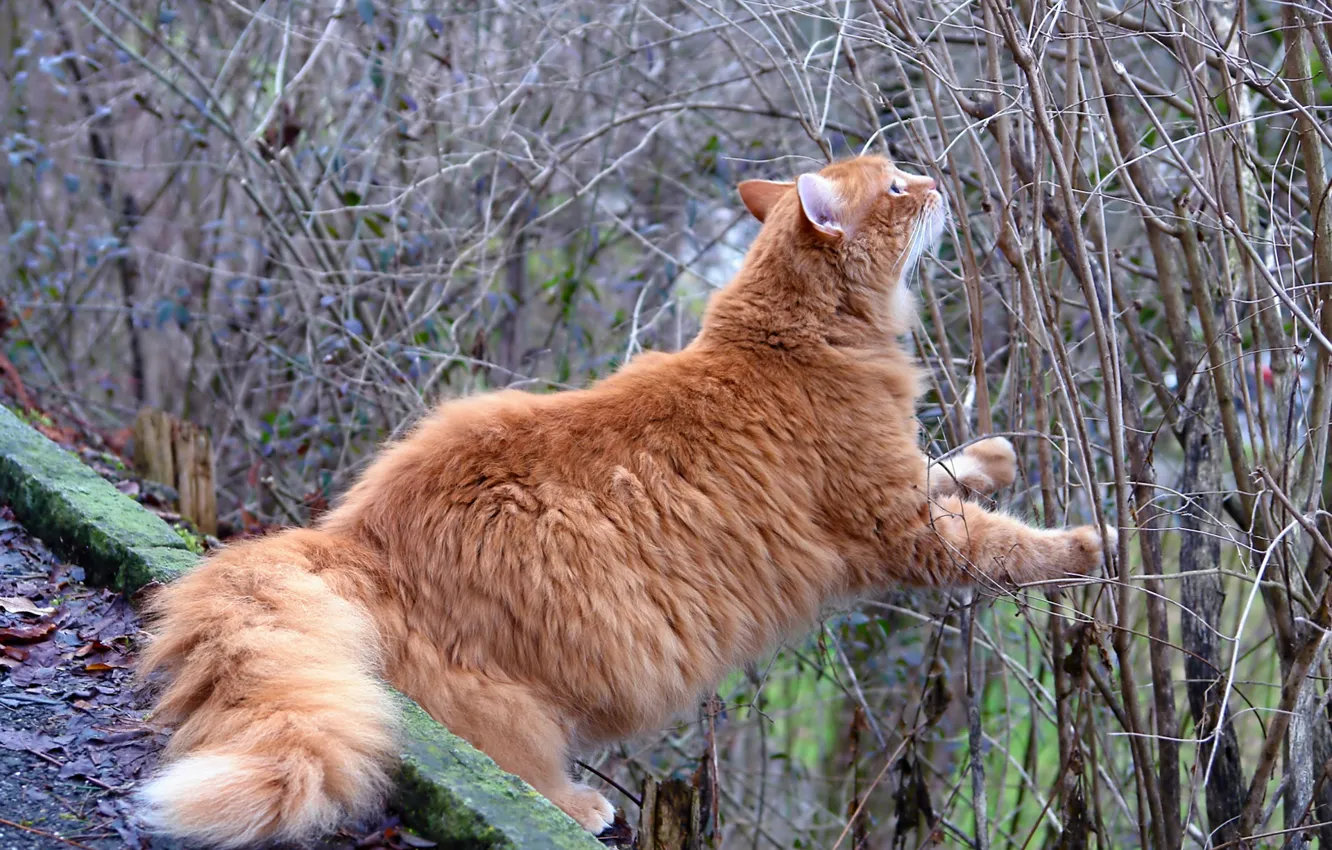 Photo wallpaper cat, branches, the situation, red, the bushes, curiosity, red cat