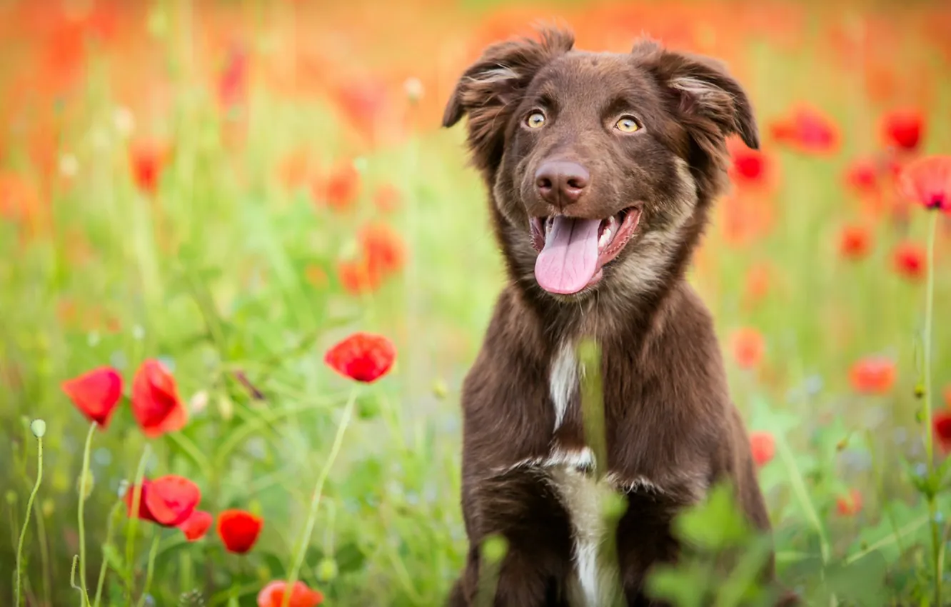 Photo wallpaper field, language, flowers, nature, Maki, dog, puppy, brown