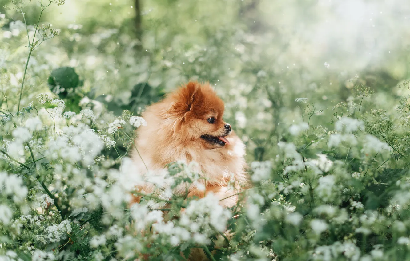 Photo wallpaper look, pose, dog, face, Spitz
