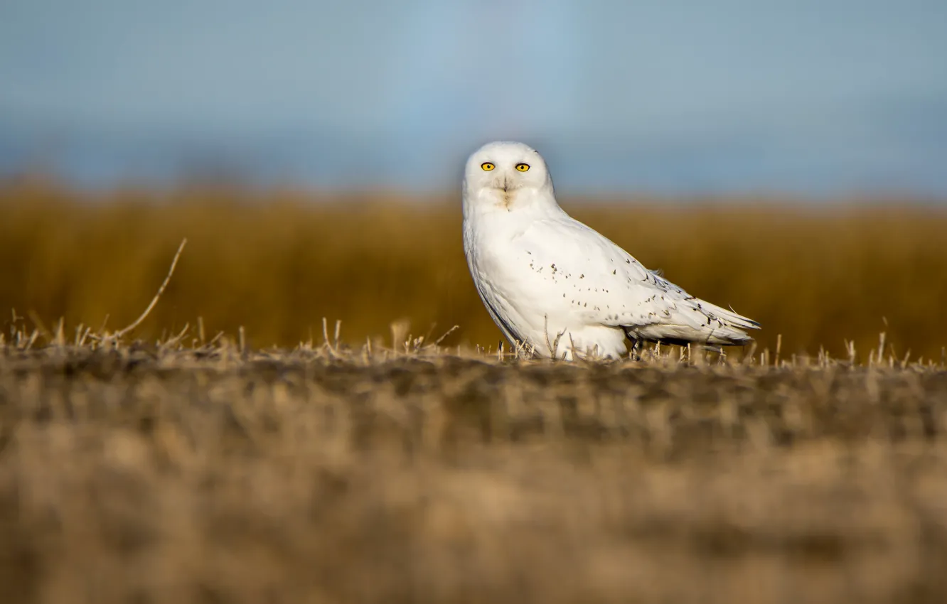 Photo wallpaper field, white, owl, bird, polar