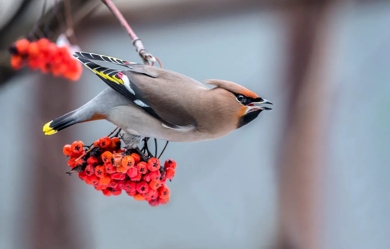 Photo wallpaper autumn, branches, berries, background, bird, fruit, Rowan, the Waxwing