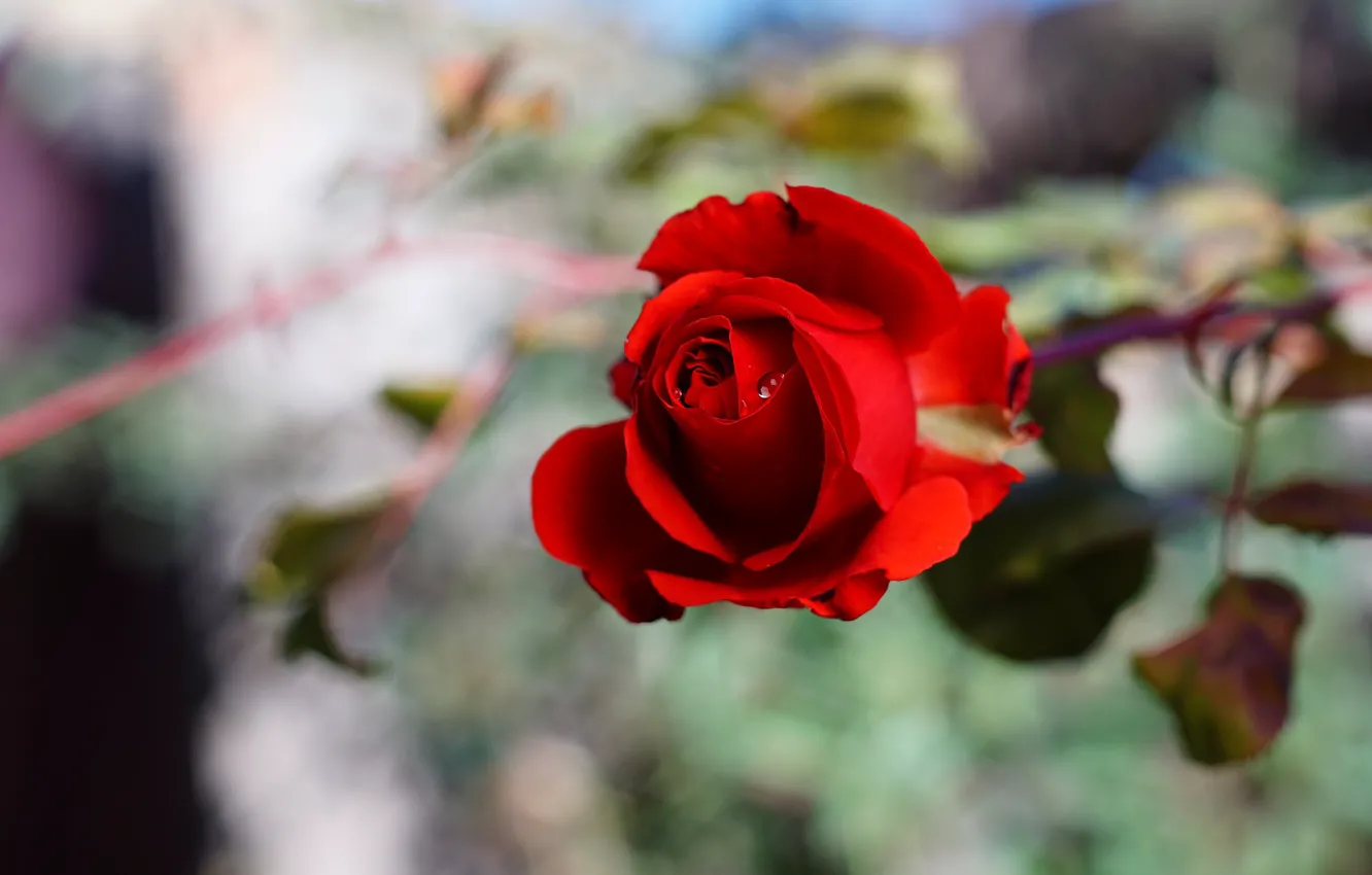 Photo wallpaper flower, drops, background, rose, Bud, red, bokeh, rosette