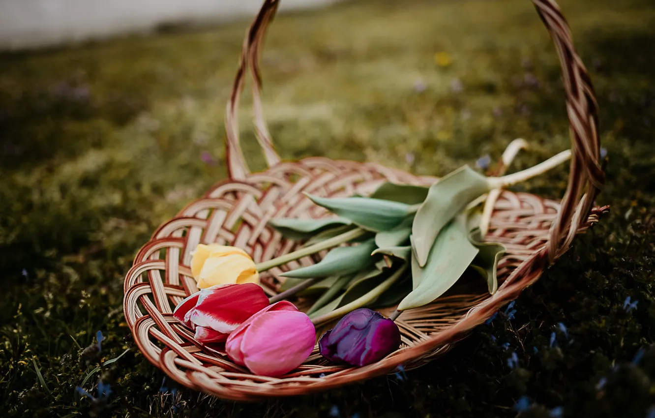 Photo wallpaper grass, flowers, the dark background, glade, bouquet, spring, tulips, basket