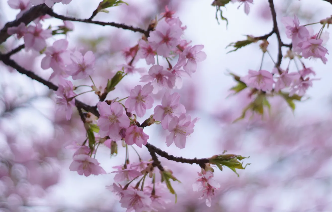 Photo wallpaper leaves, flowers, branches, cherry, tenderness, blur, spring, pink