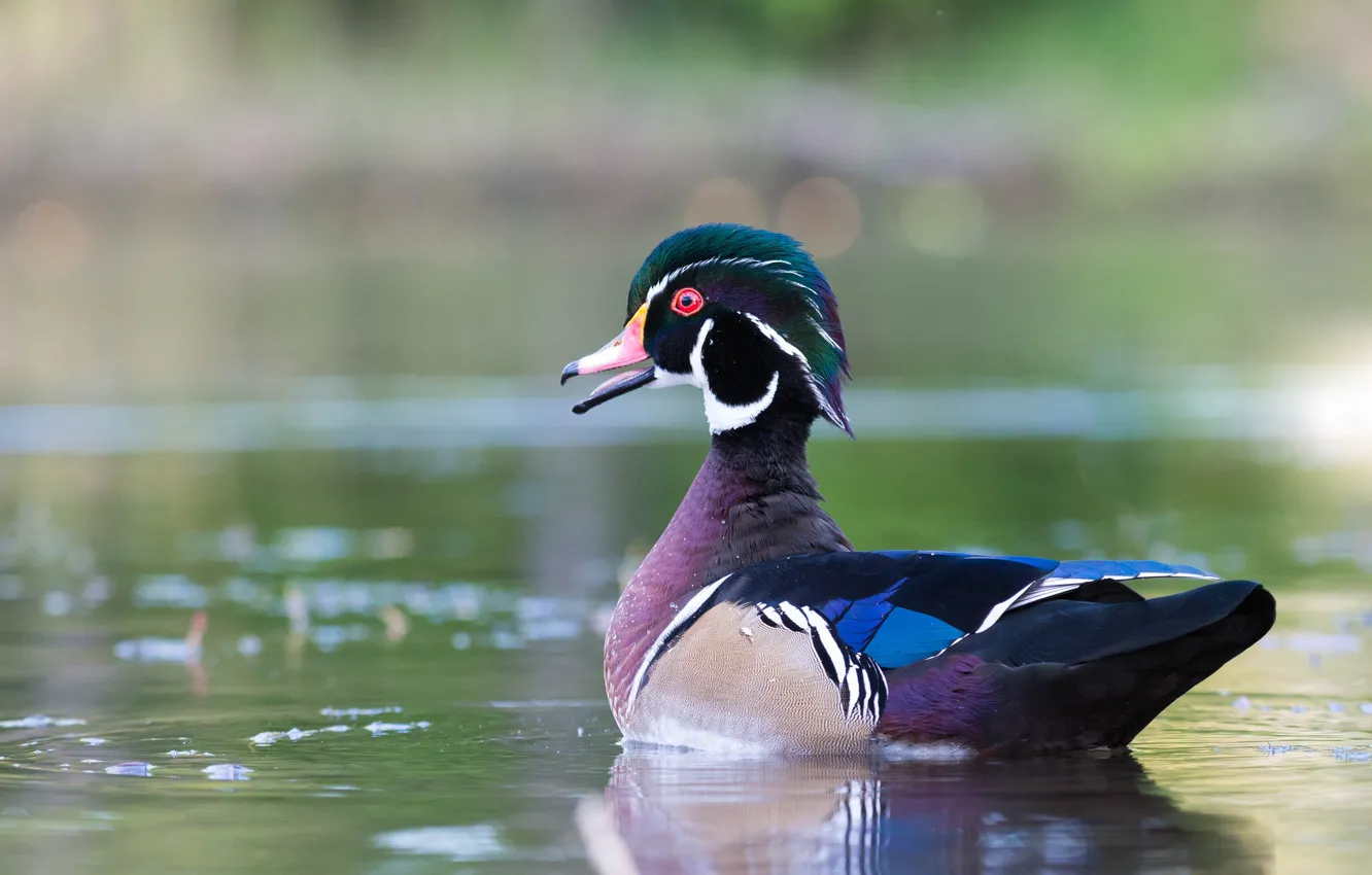 Photo wallpaper water, bird, duck, pond, green background, swimming, bright plumage, karolinka