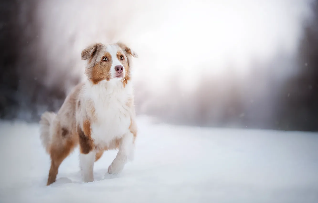 Photo wallpaper winter, snow, dog, bokeh, Australian shepherd, Aussie