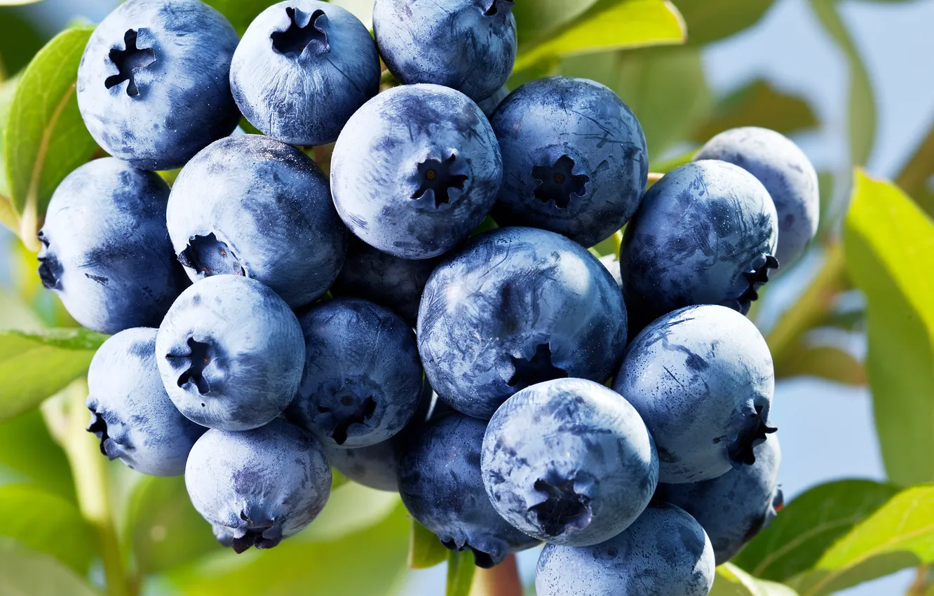 Photo wallpaper berries, blueberries, fresh, blueberry, blueberries, berries