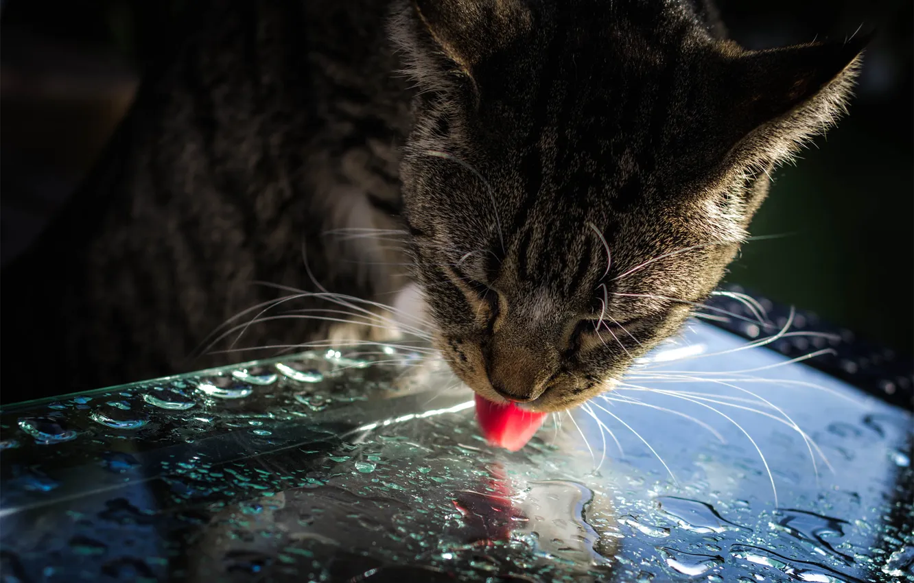 Photo wallpaper language, cat, cat, glass, water, drops, surface, light