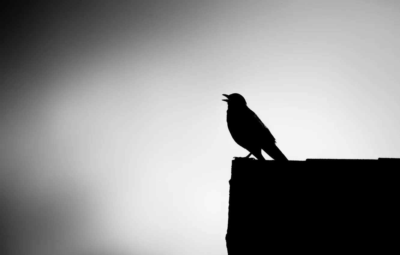 Photo wallpaper nature, background, bird