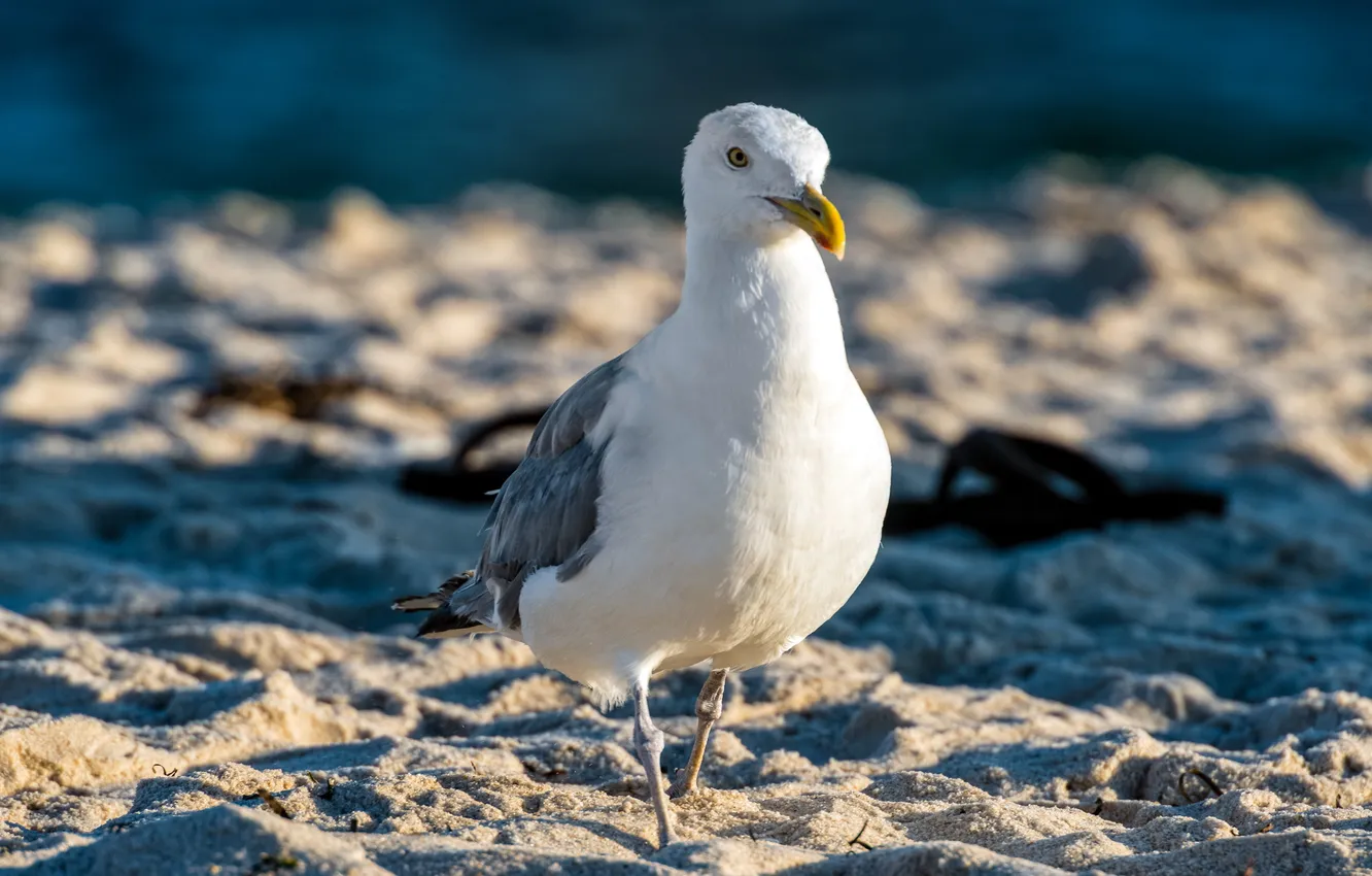 Photo wallpaper beach, birds, seagull