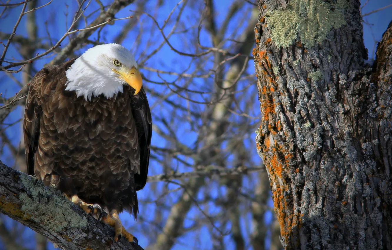 Photo wallpaper branches, tree, bird, Bald eagle