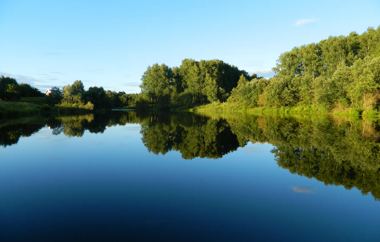 Photo wallpaper summer, lake, birch, grove