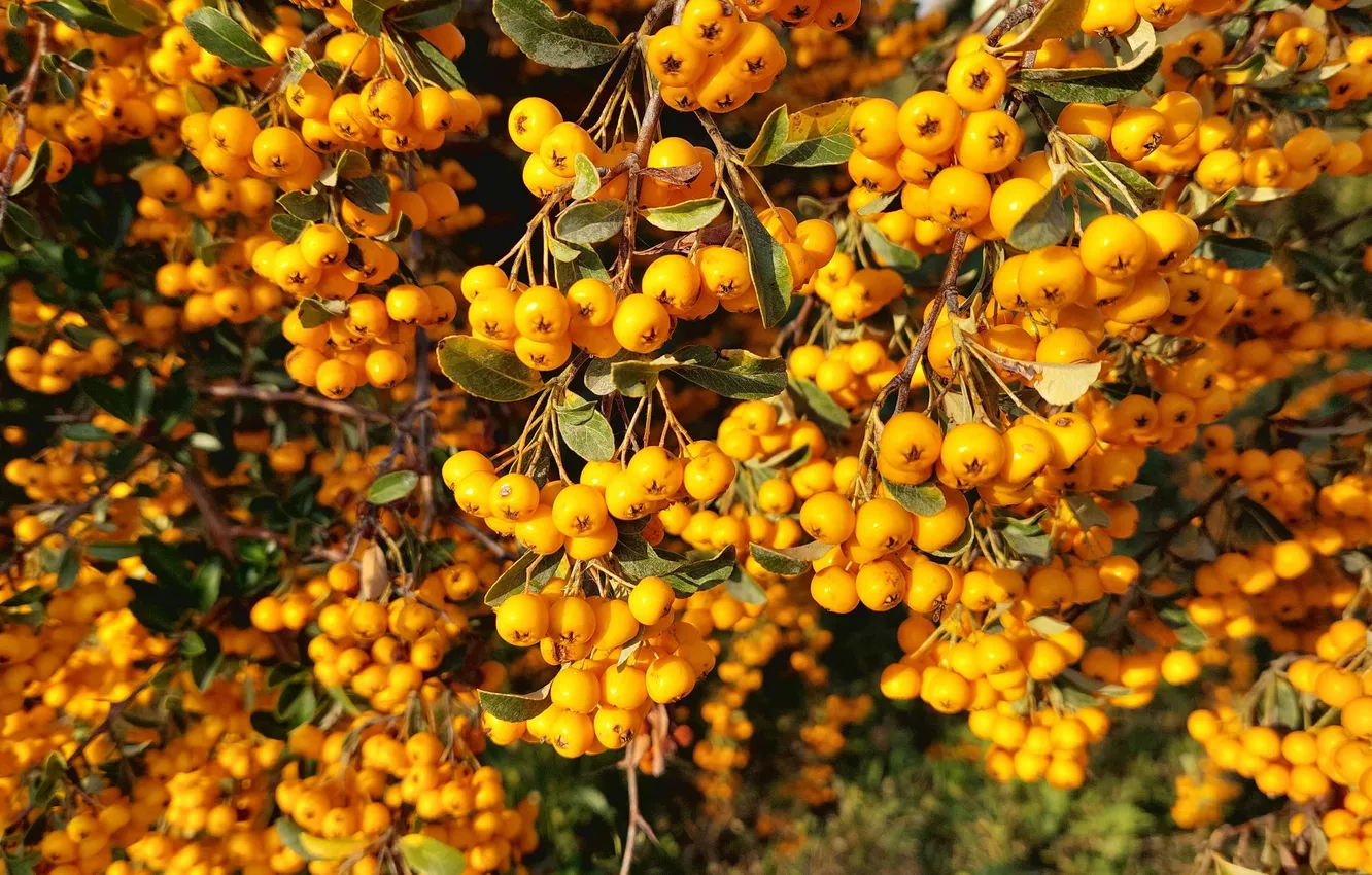 Photo wallpaper berries, the bushes, yellow berries