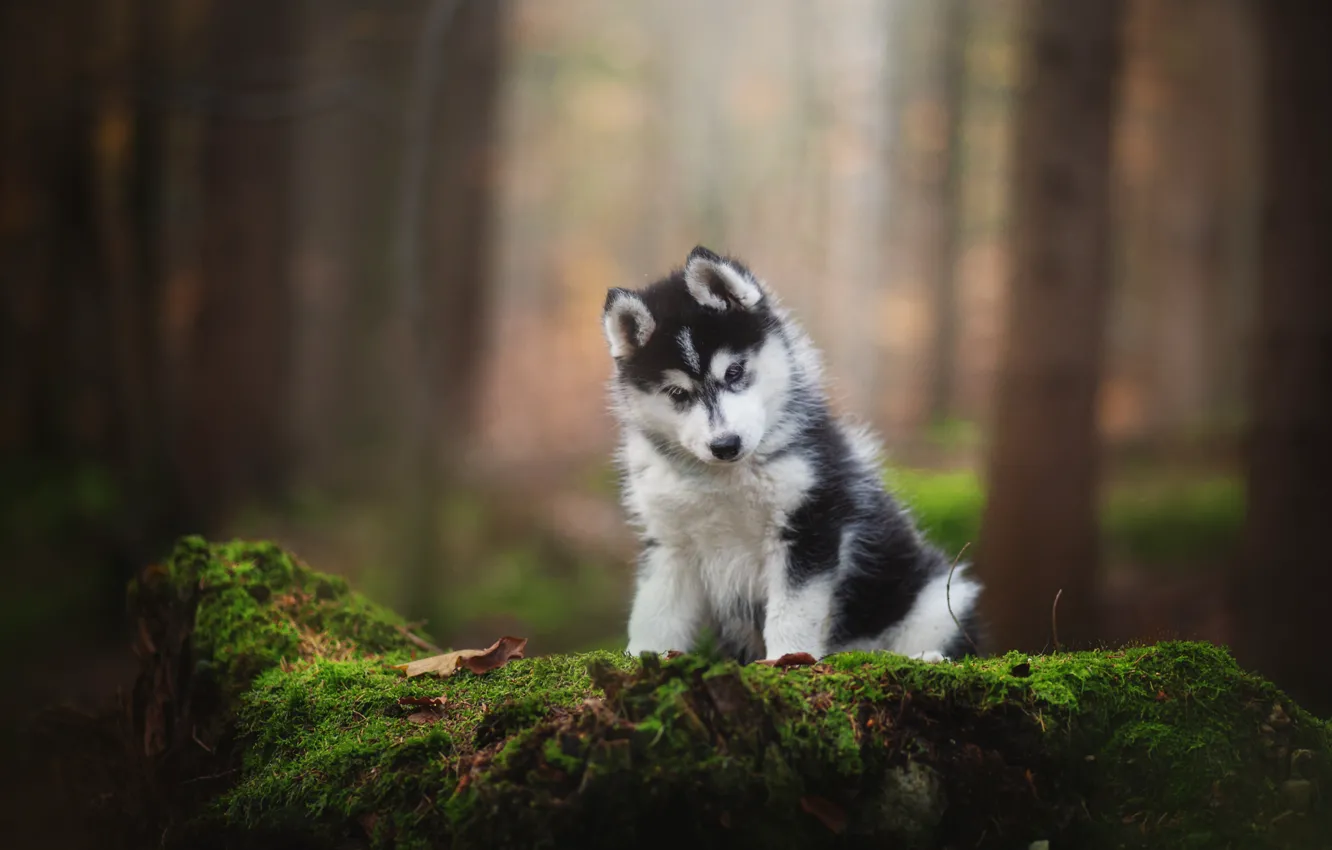 Photo wallpaper moss, dog, puppy, husky