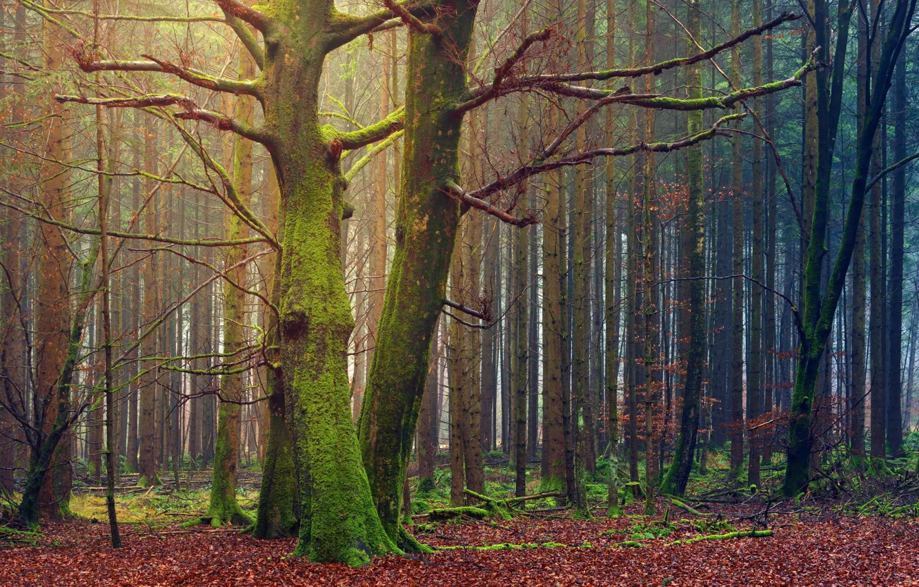 Photo wallpaper Nature, Trees, Forest, Leaves, Moss