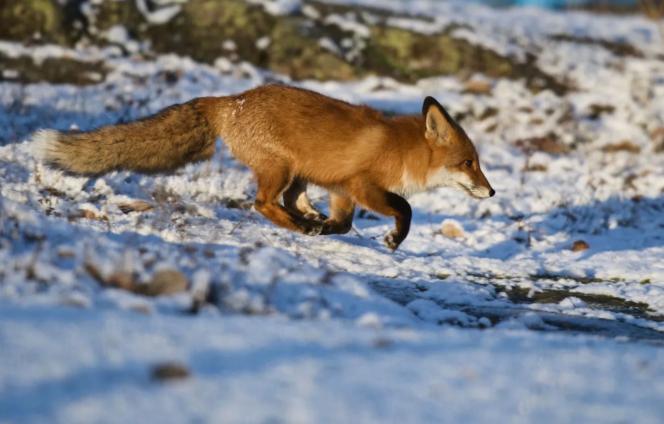 Photo wallpaper winter, snow, nature, Fox, red