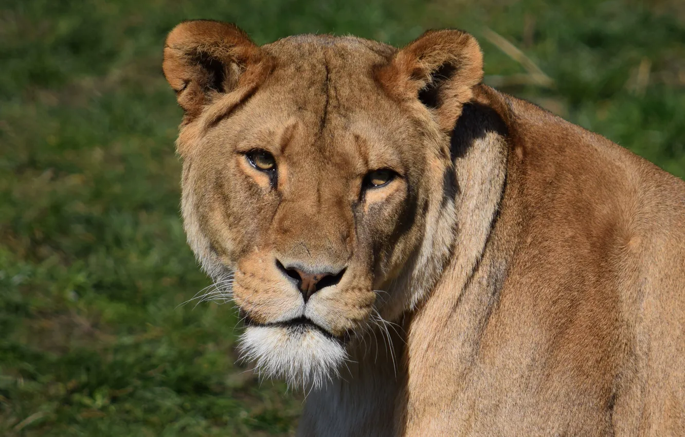Photo wallpaper cat, look, face, animal, lioness