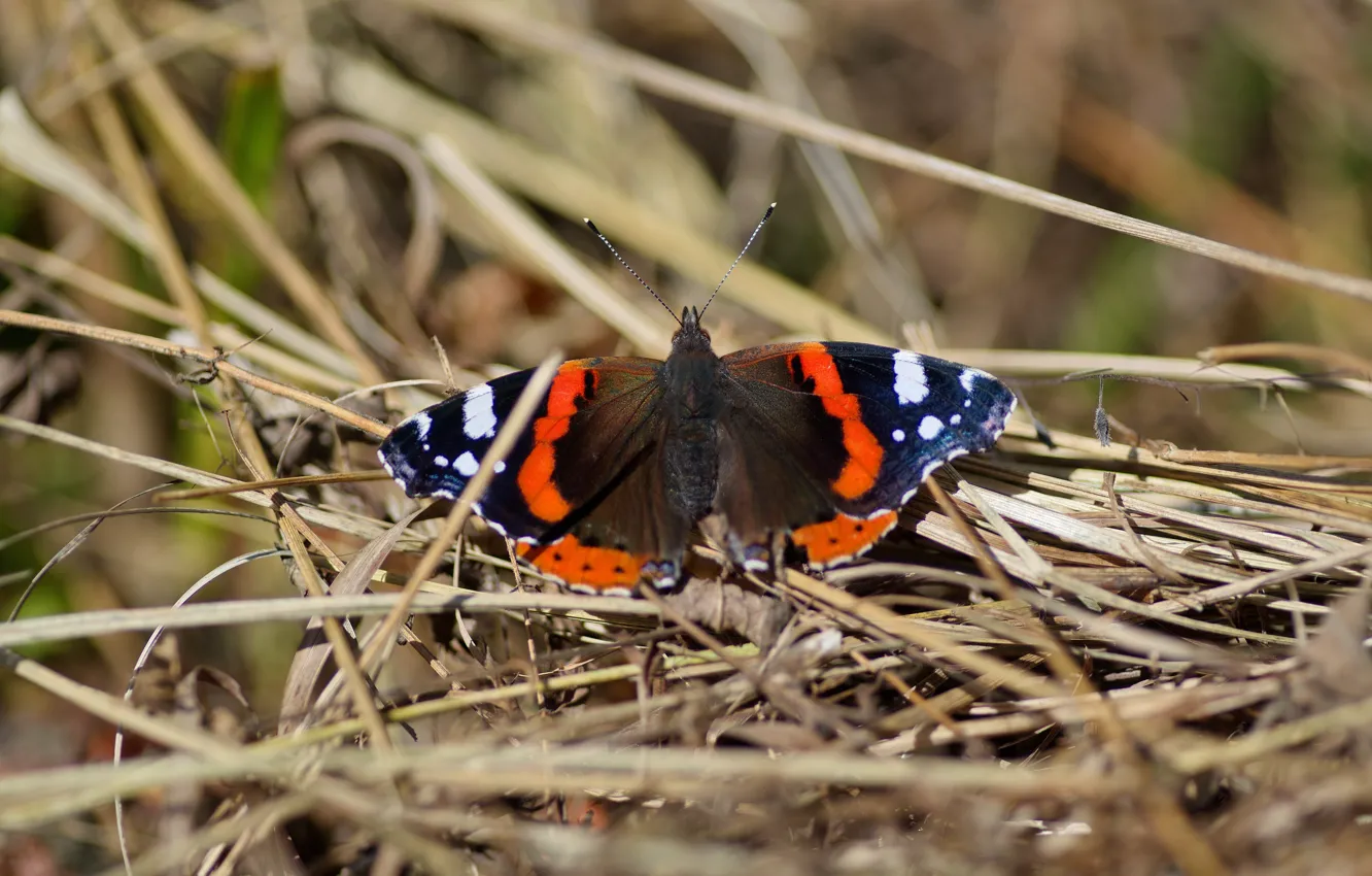 Photo wallpaper autumn, macro, butterfly, Admiral