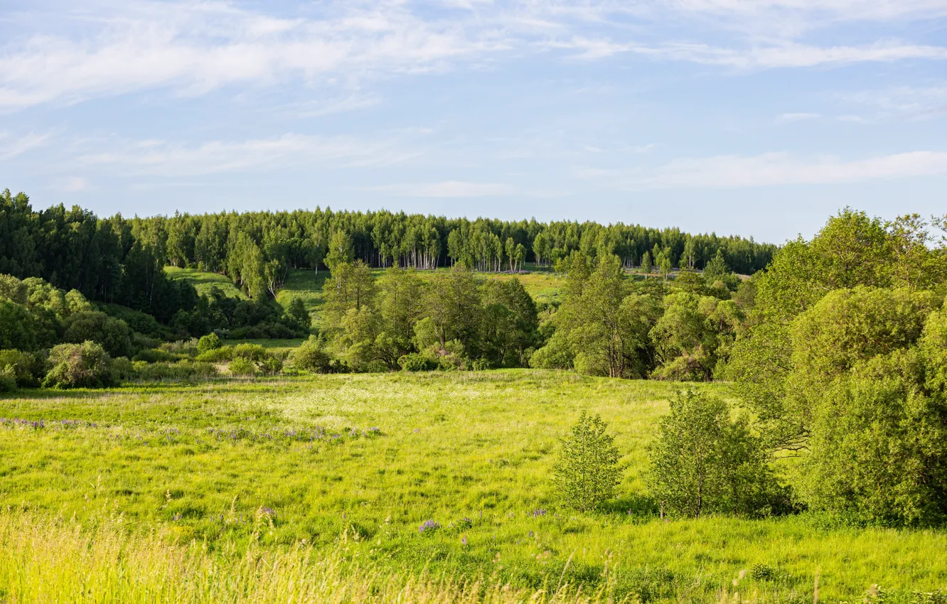 Photo wallpaper forest, summer, trees, sunset, June, summer landscape, Smolensk oblast, nature of russia
