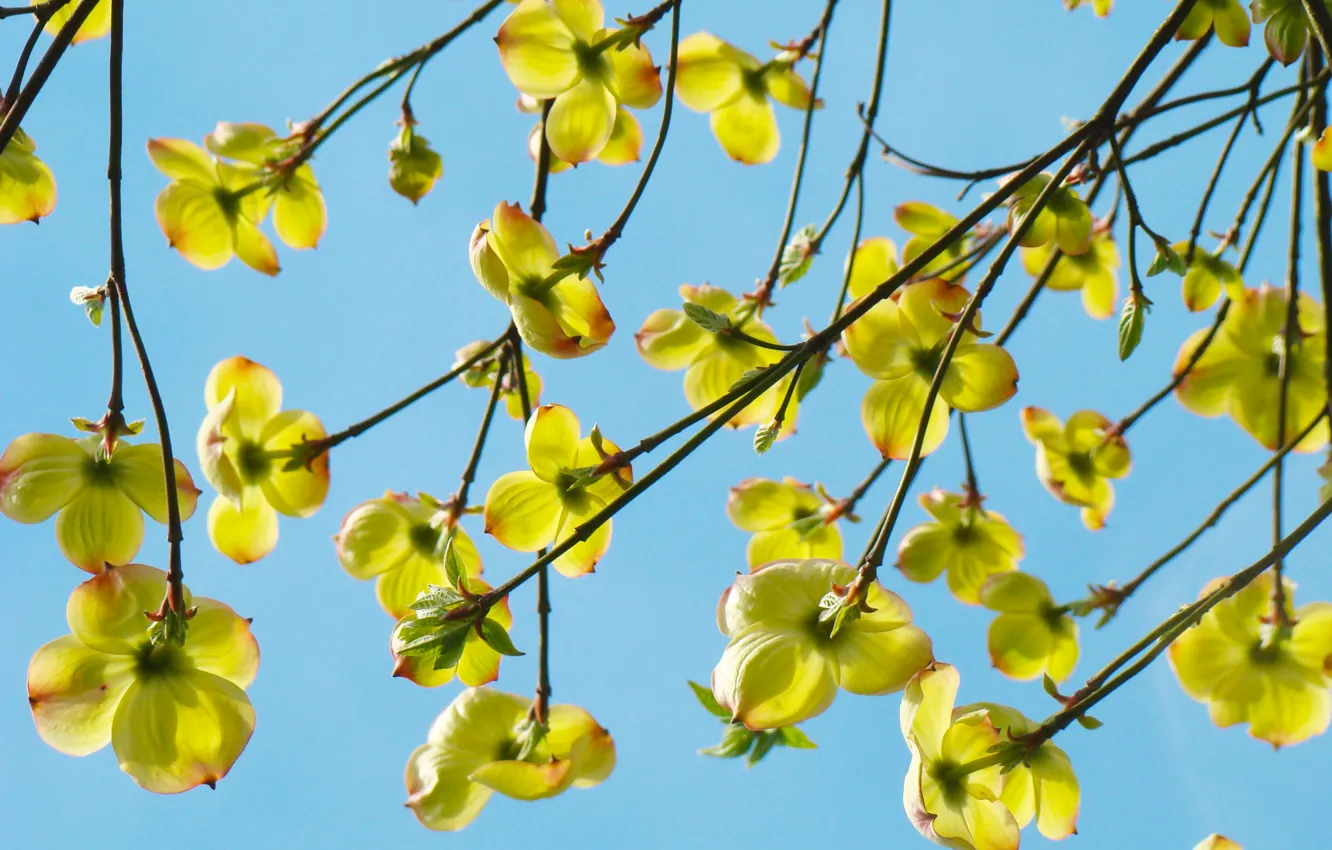 Photo wallpaper flower, the sky, flowers, branches, yellow, tree, blue, branch