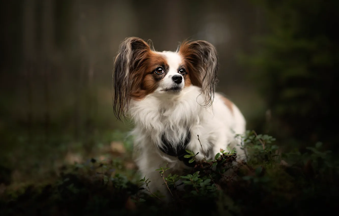 Photo wallpaper forest, look, nature, Park, the dark background, vegetation, portrait, dog