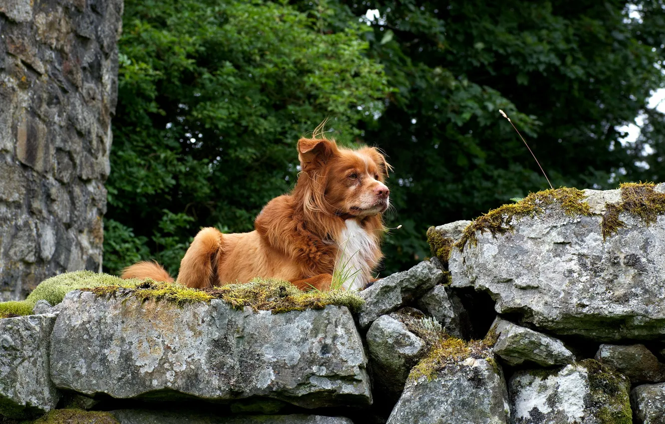 Photo wallpaper nature, dog, Retriever