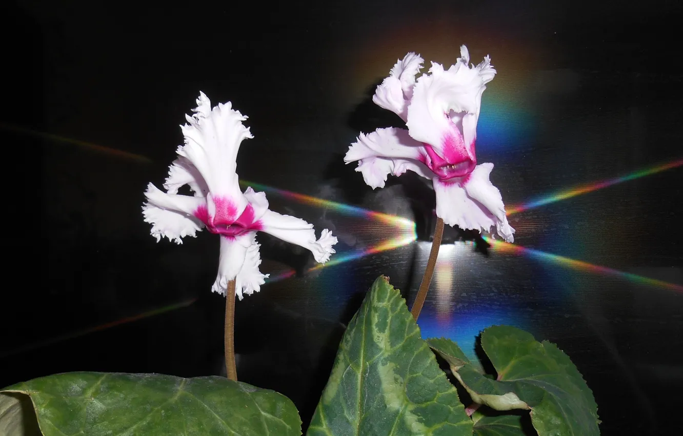 Photo wallpaper flowers, cyclamen, light pink, room