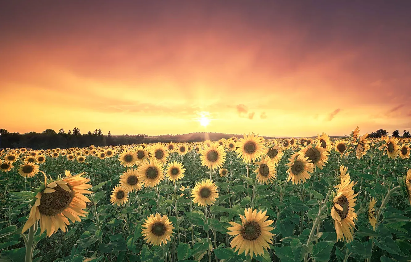 Photo wallpaper field, summer, the sky, the sun, sunflowers, flowers, yellow, dawn