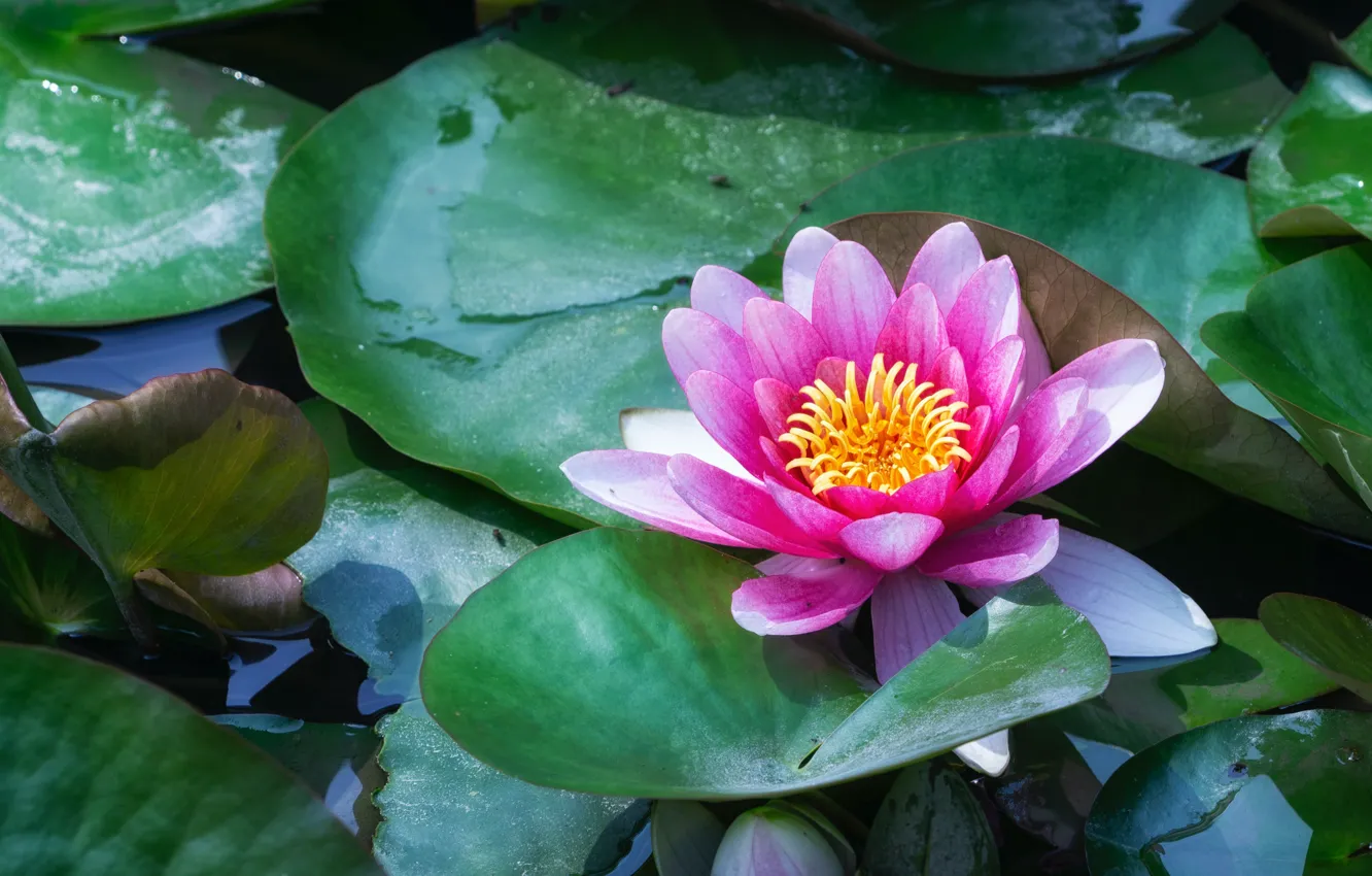 Photo wallpaper flower, leaves, pond, pink, Lily, pond, Nymphaeum, water Lily