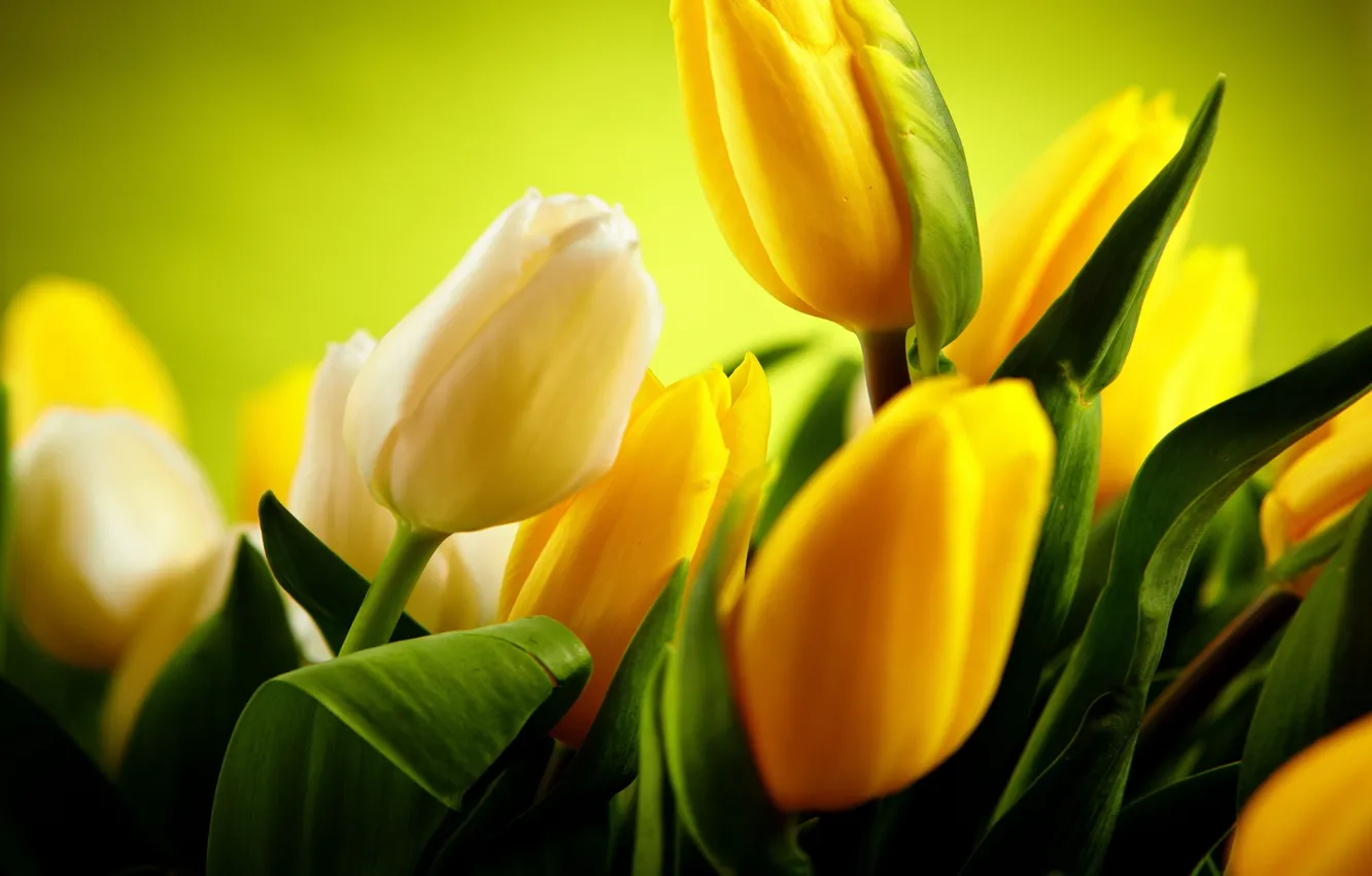 Photo wallpaper green, beautiful, yellow tulips