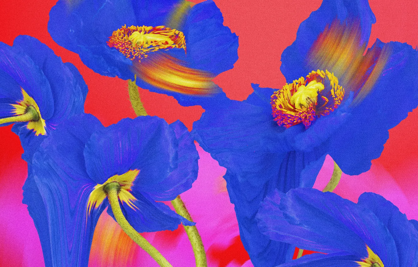 Photo wallpaper flowers, blue, abstraction, Maki