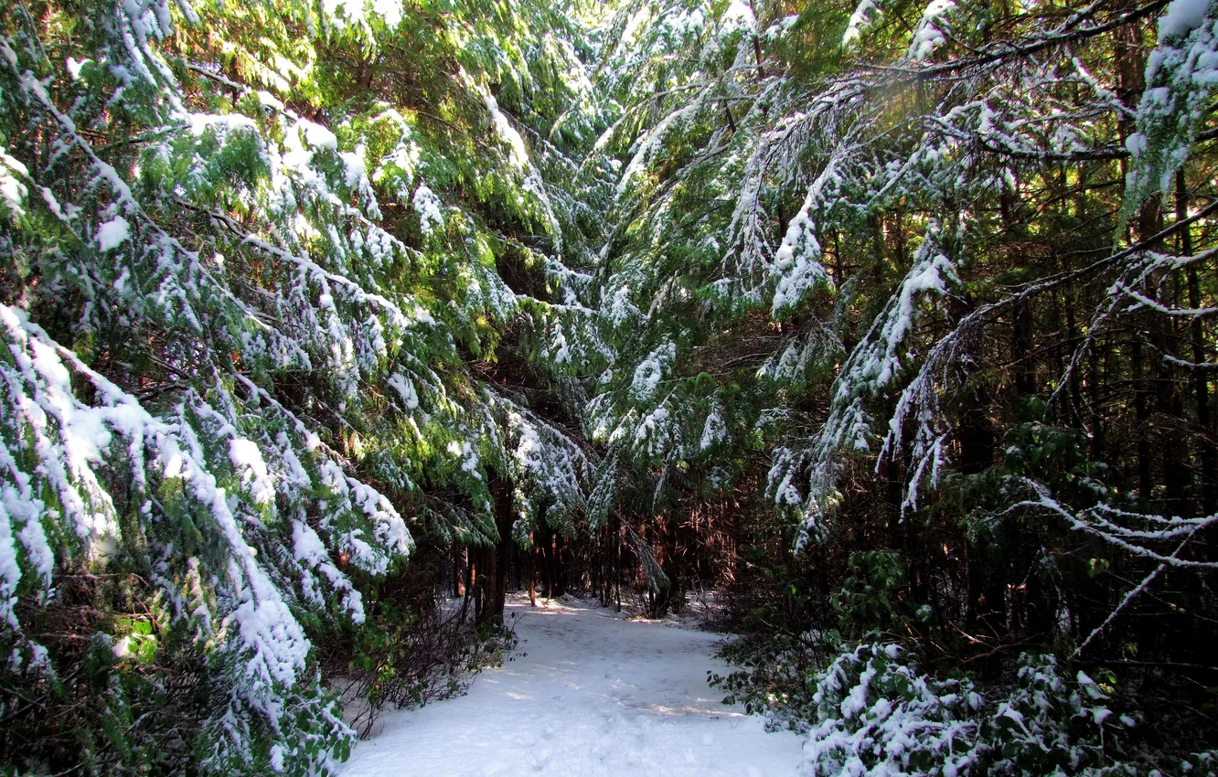 Photo wallpaper winter, forest, snow, trees, Canada, Ucluelet