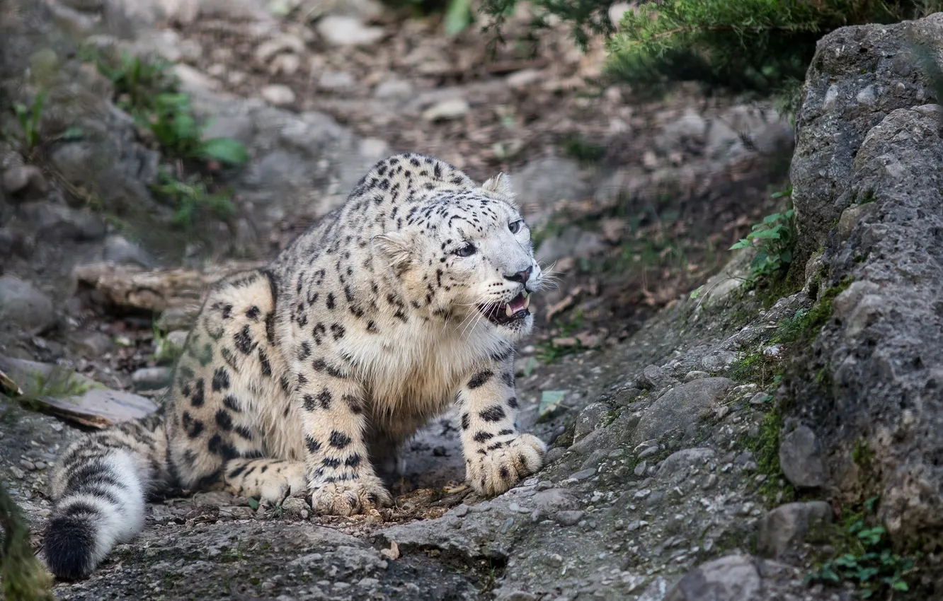 Photo wallpaper predator, spot, fur, IRBIS, snow leopard, wild cat