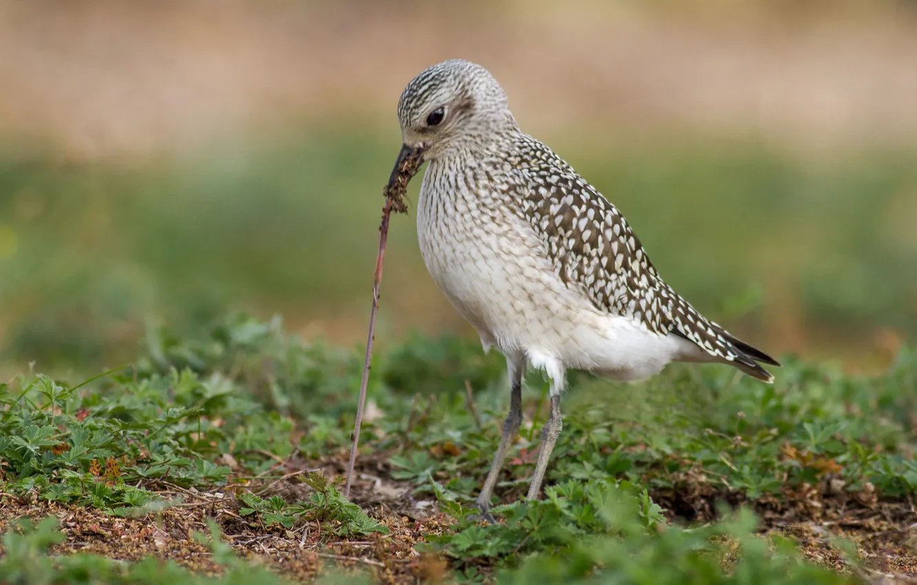 Photo wallpaper grass, earth, bird, food, the worm, worms, pulls, rain
