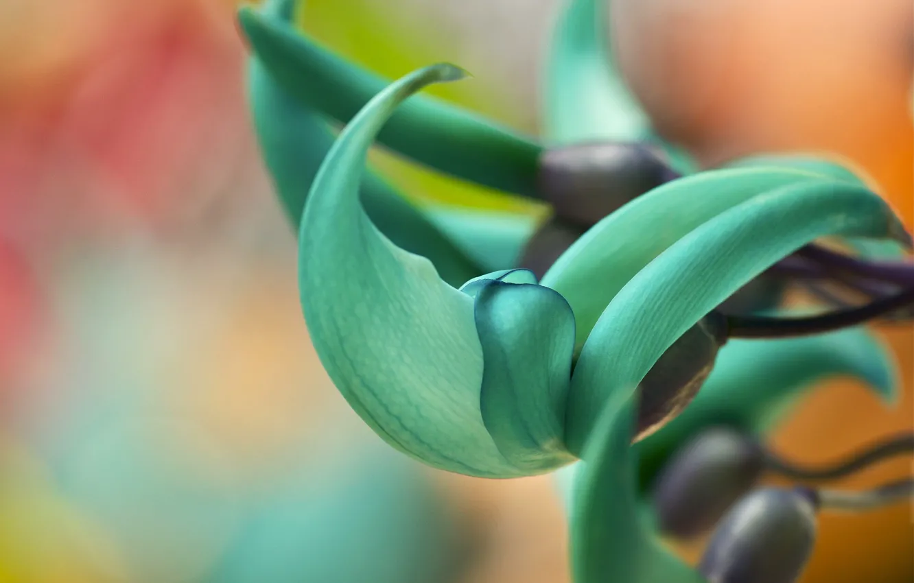 Photo wallpaper flowers, petals, exotic